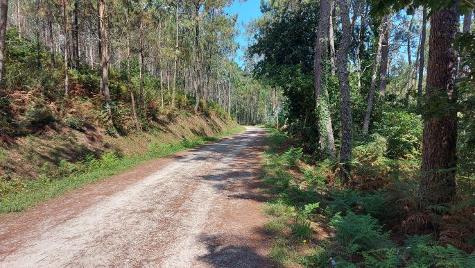 Camino de Muxía, szép erdei út