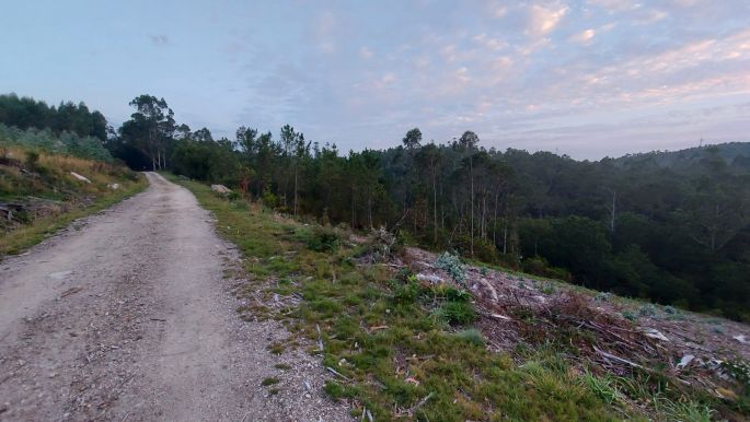 Camino de Muxía, erdei út