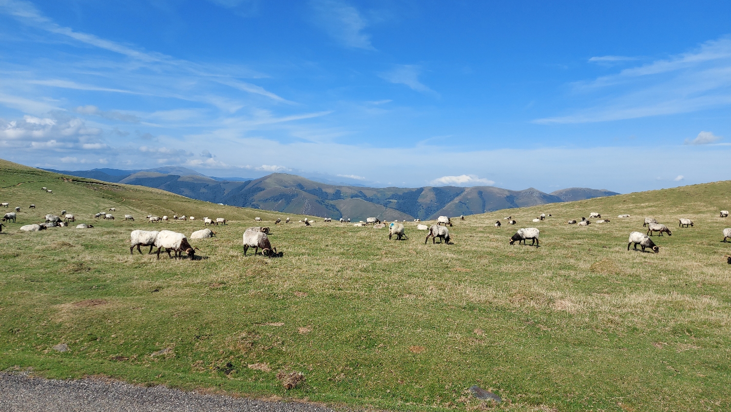 El Camino, Francia út, birkák