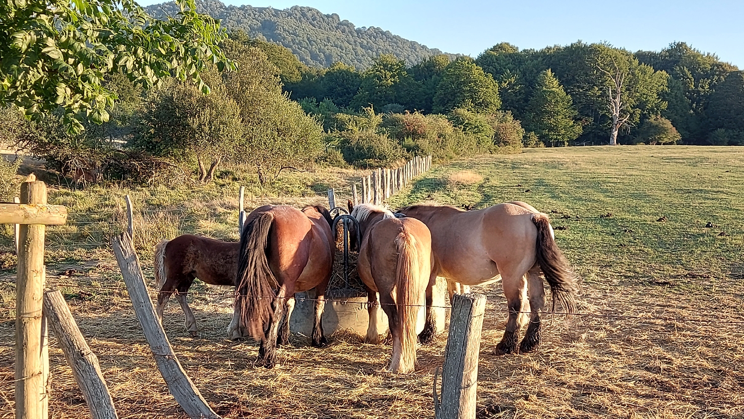 El Camino, Francia út, a lovak bezzeg már reggeliznek! 