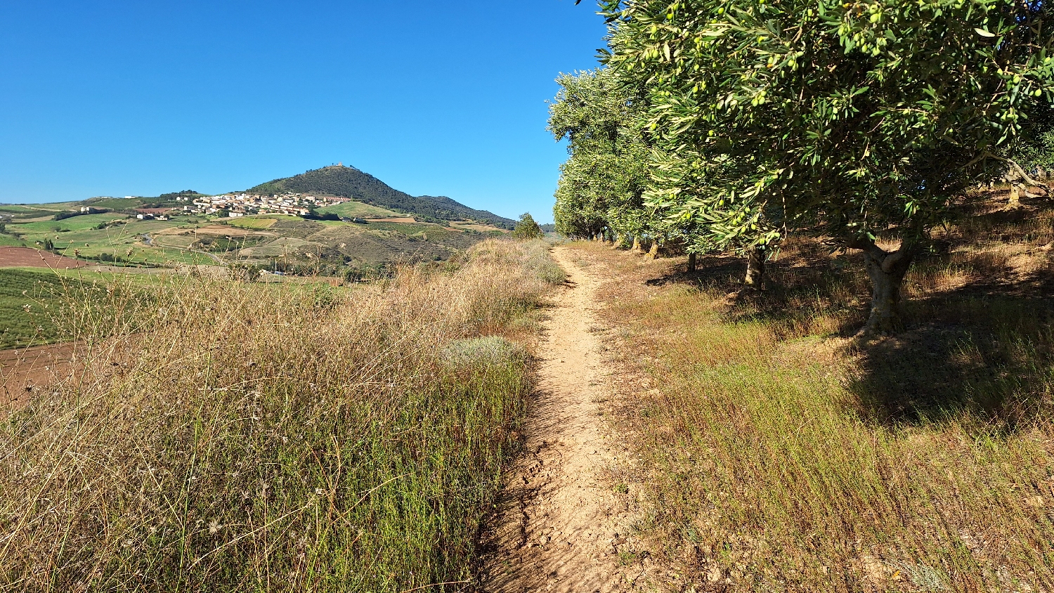 El Camino, Aragon út, az út egy olívaliget mellett vezet