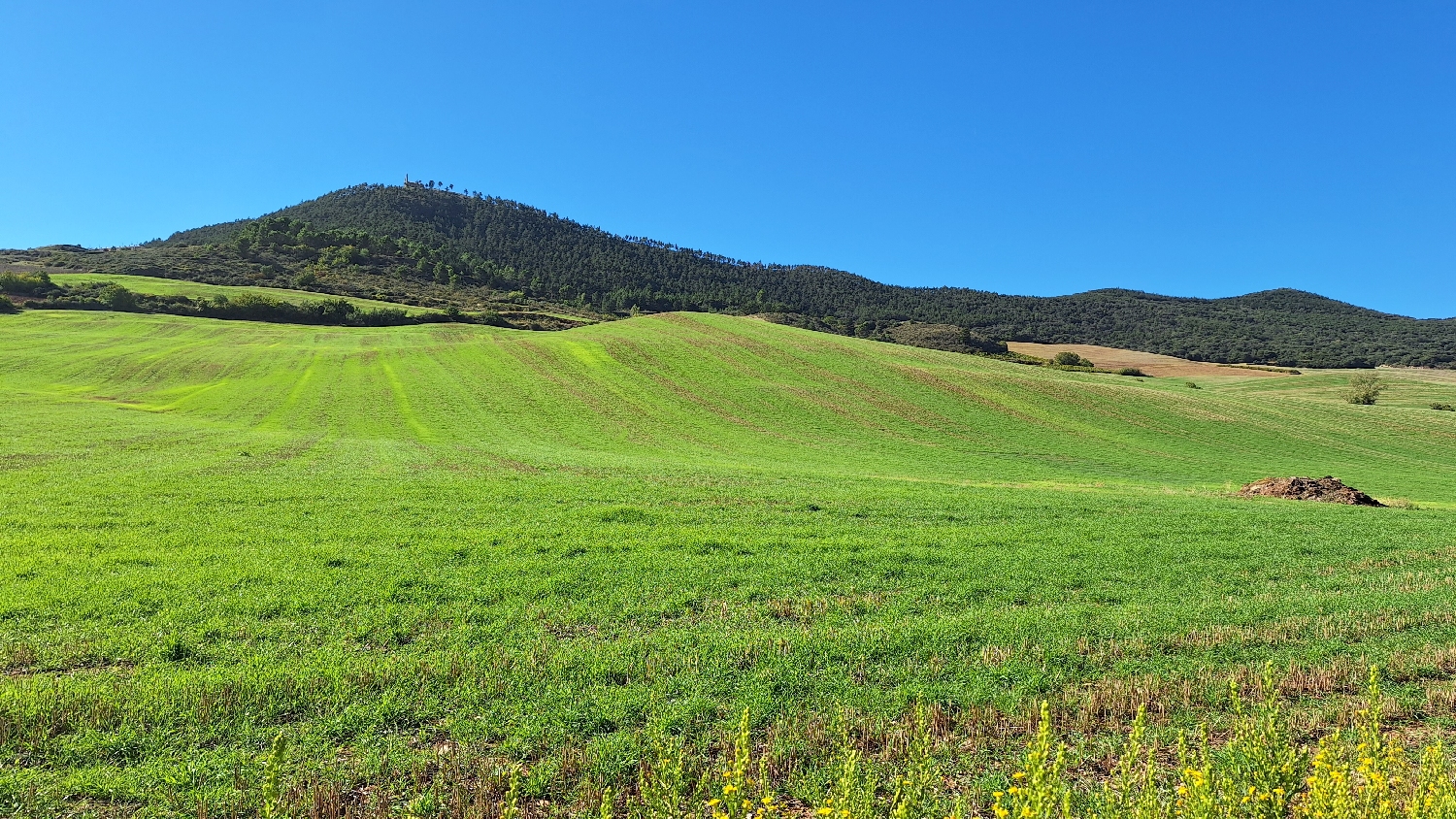 El Camino, Aragon út, szép zöld szántó
