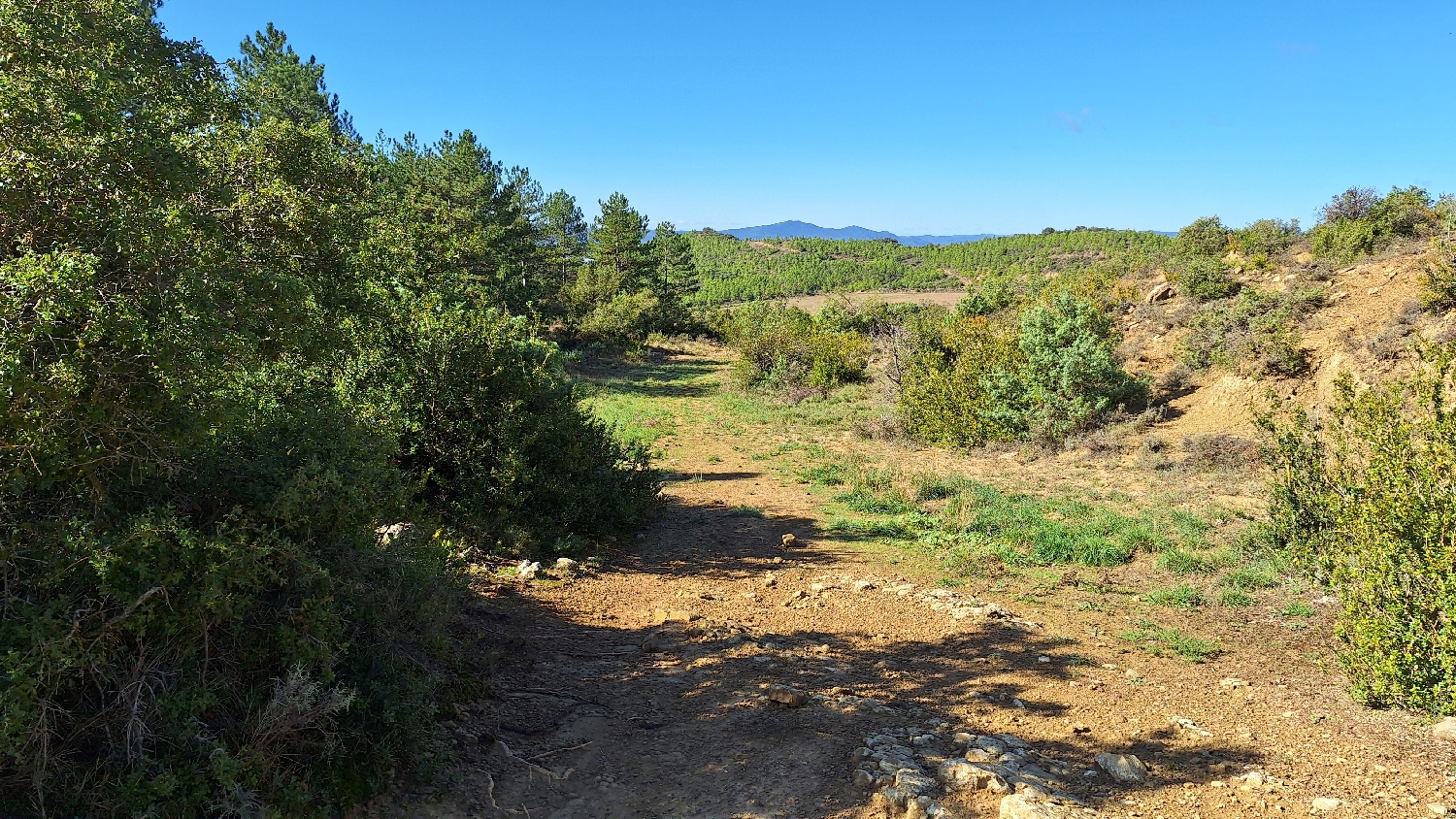 El Camino, Aragon út, sűrű aljnövényzet, jó búvóhely...