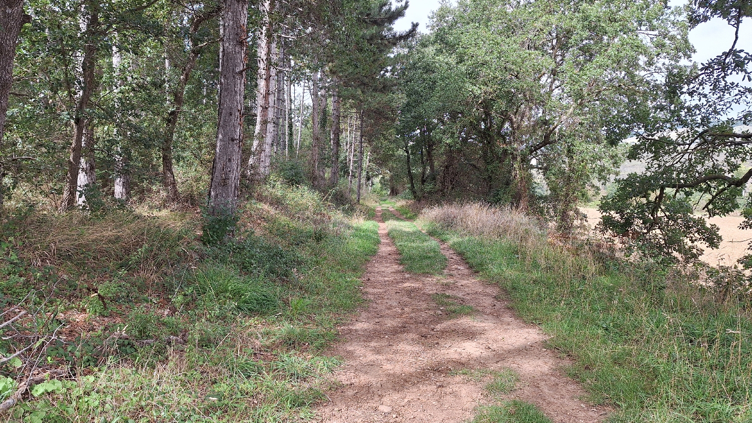 El Camino, Aragon út, erdő