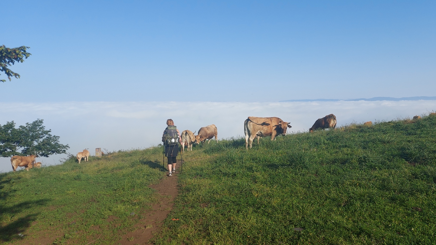 El Camino Primitivo, tehenek és a lengyel házaspár