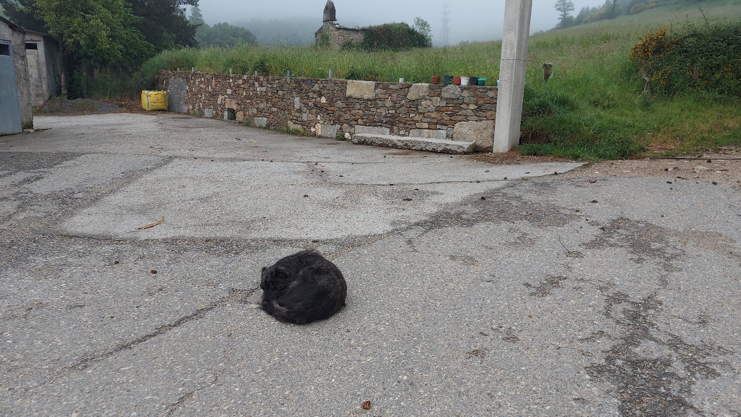 El Camino Primitivo, elhagyva O Cádavo települést egy kutya őrködött a város nyugalma felett...