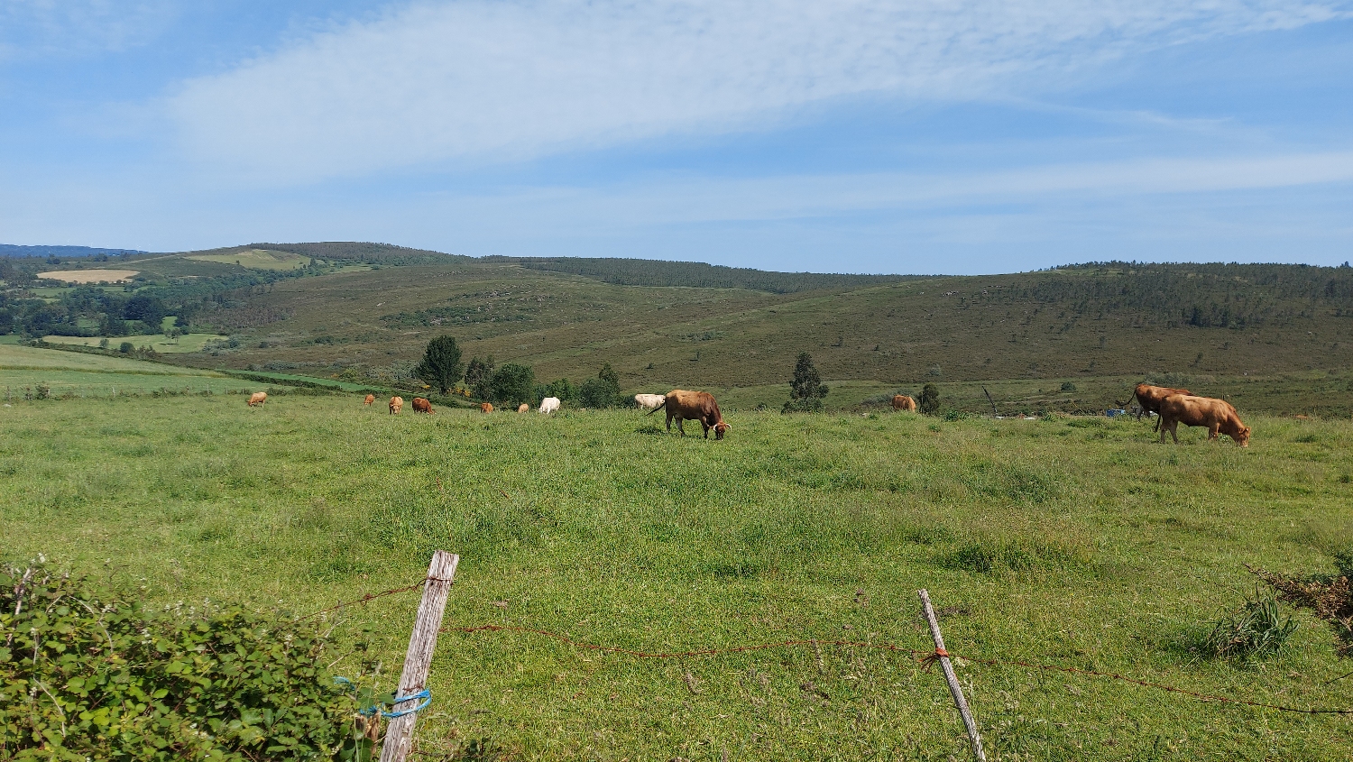 El Camino Primitivo, tehenek