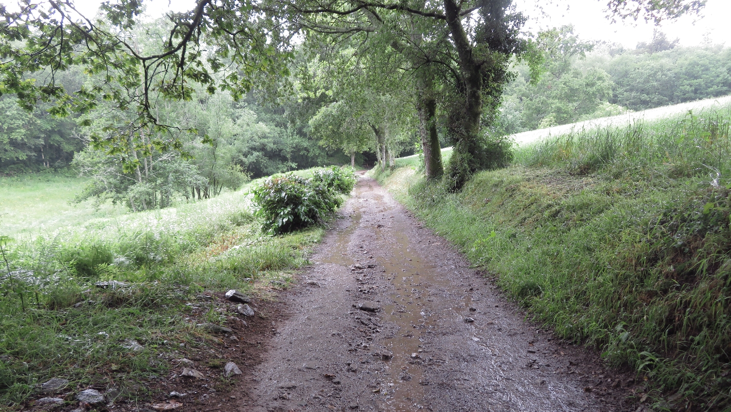 El Camino Primitivo, Francia út, erdei út