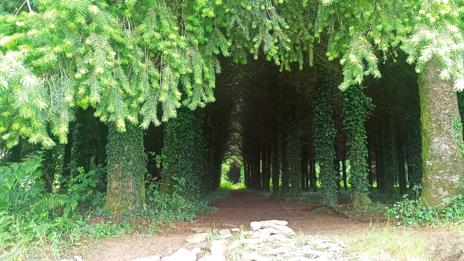 El Camino Primitivo, Francia út, erdei út