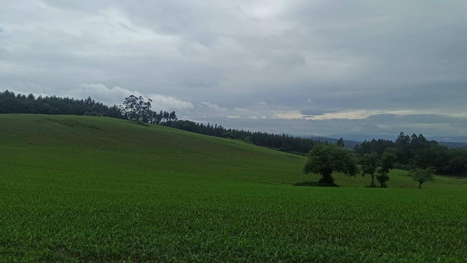 El Camino Primitivo, Francia út, szép zöld táj, Galicia verde