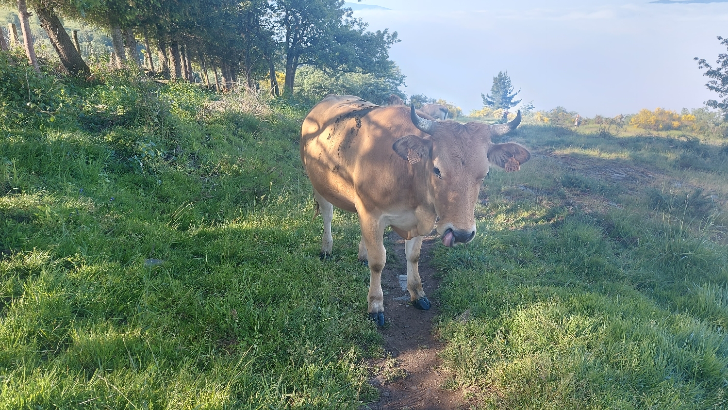 El Camino Primitivo, a tehén, amely nem engedett át az úton, (a kis piszok) :-)