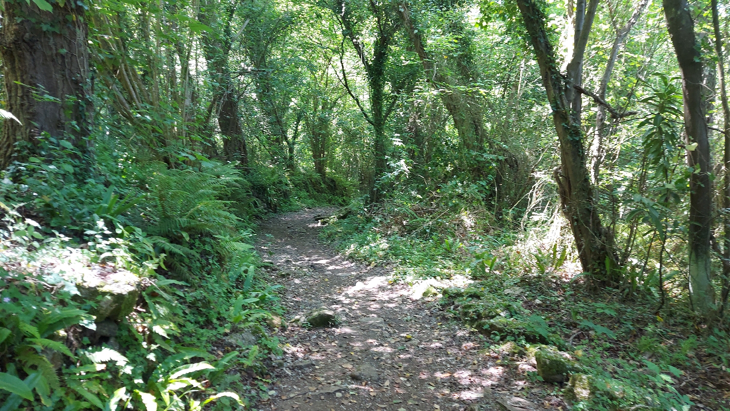 Camino Primitivo, erdei út