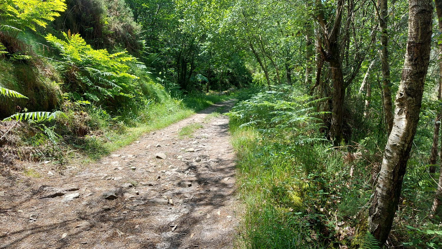 Camino Primitivo, erdei út