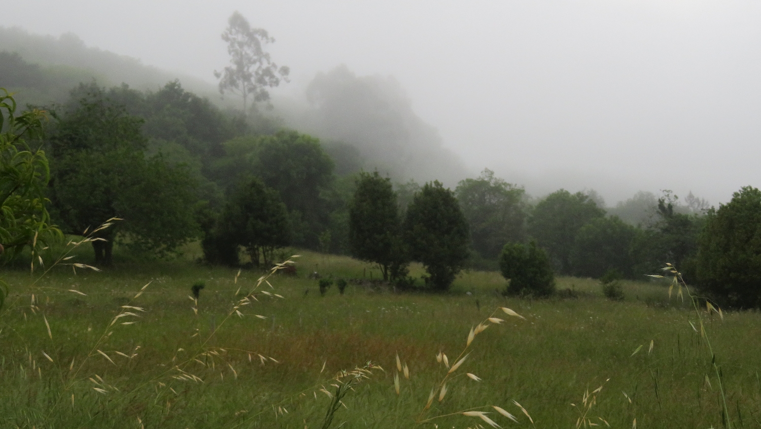 Camino Primitivo, a reggeli ködös, párás táj