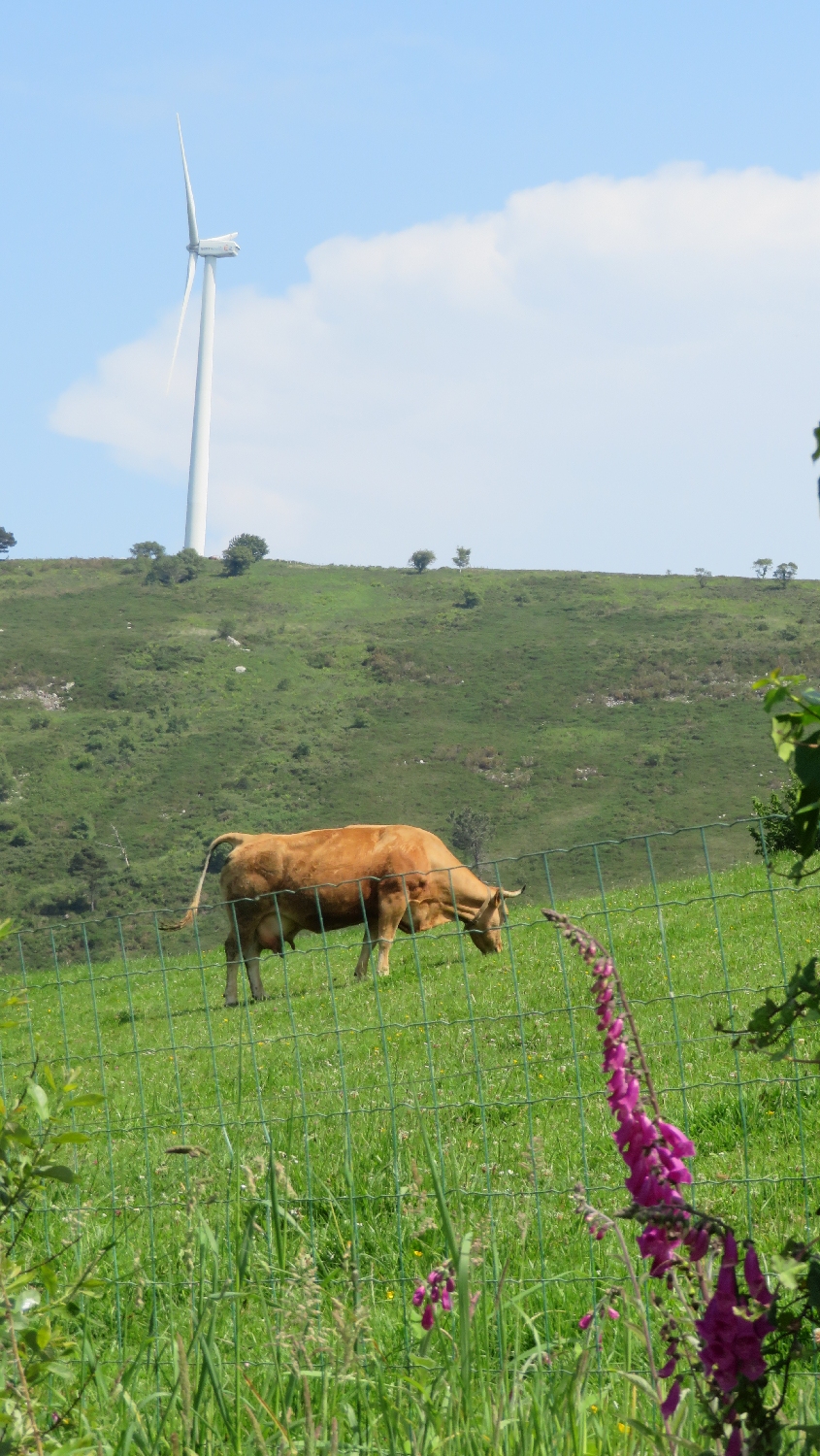 Camino Primitivo, legelésző tehenek