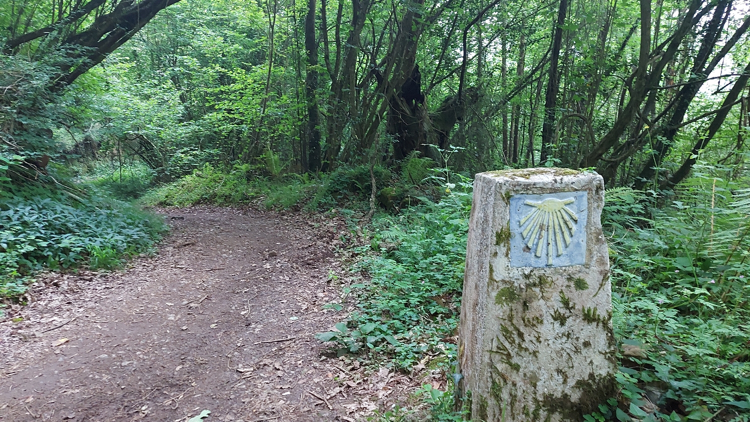 Camino Primitivo, erdei út