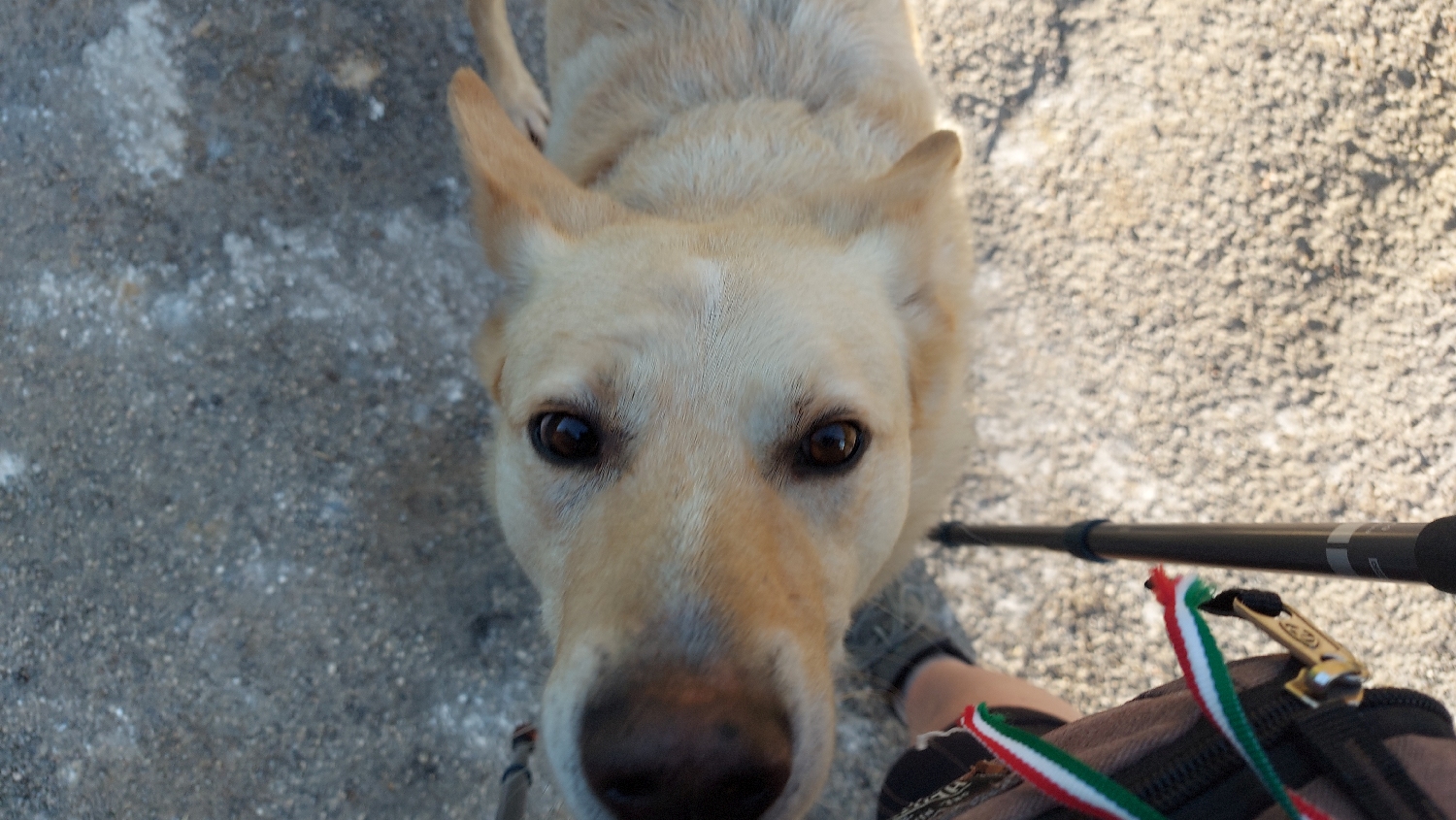 El Camino Primitivo, barátságos kutyus kér egy buksivakargatást :-)
