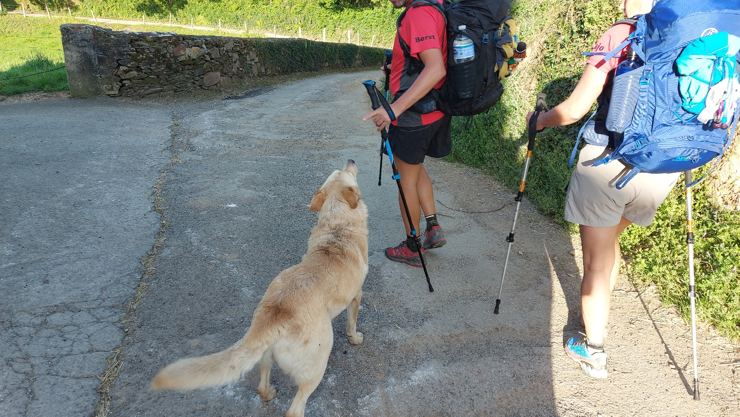 El Camino Primitivo, barátságos kutyus üdvözli a zarándokokat