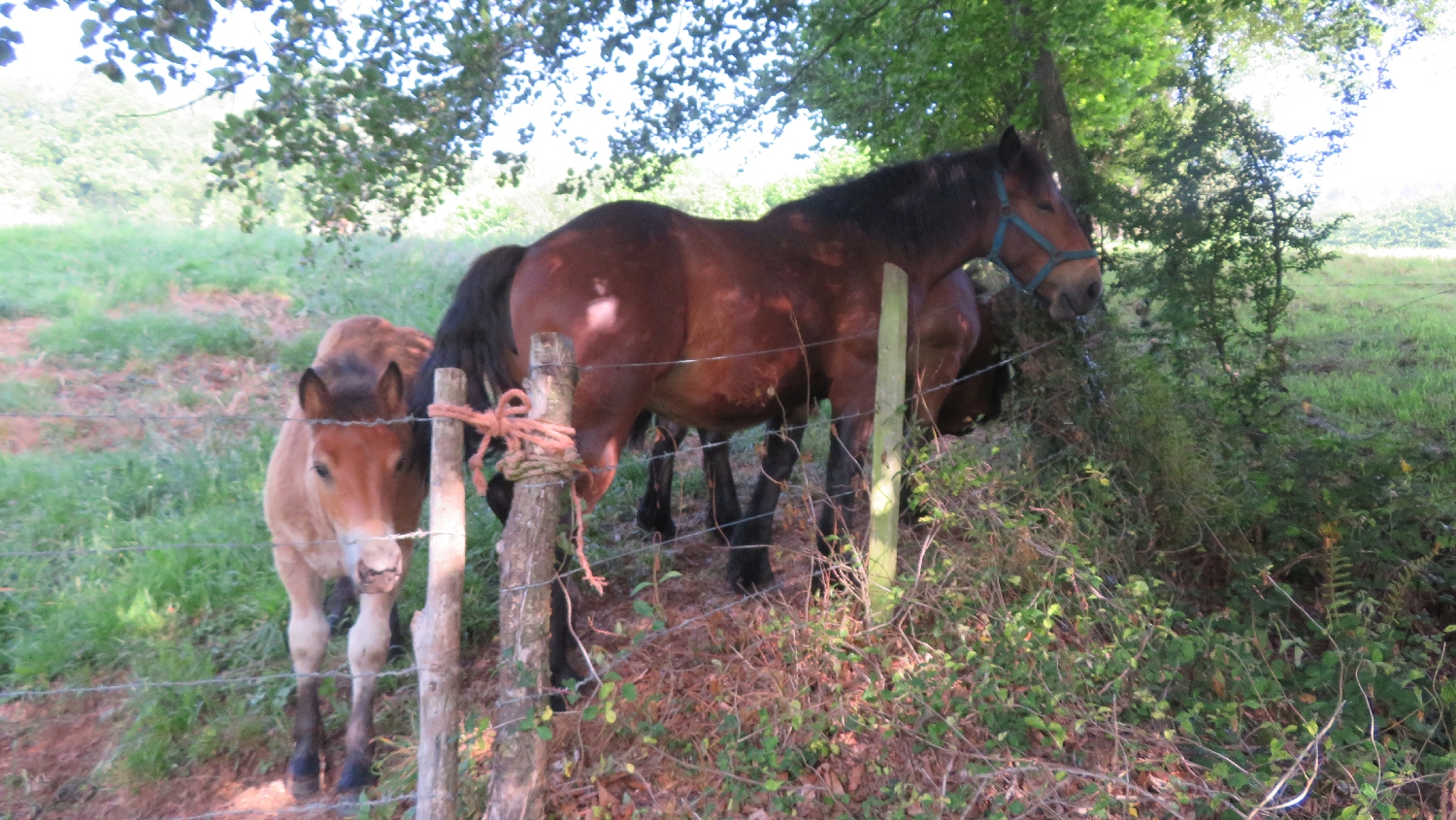 El Camino Primitivo, legelésző lovak