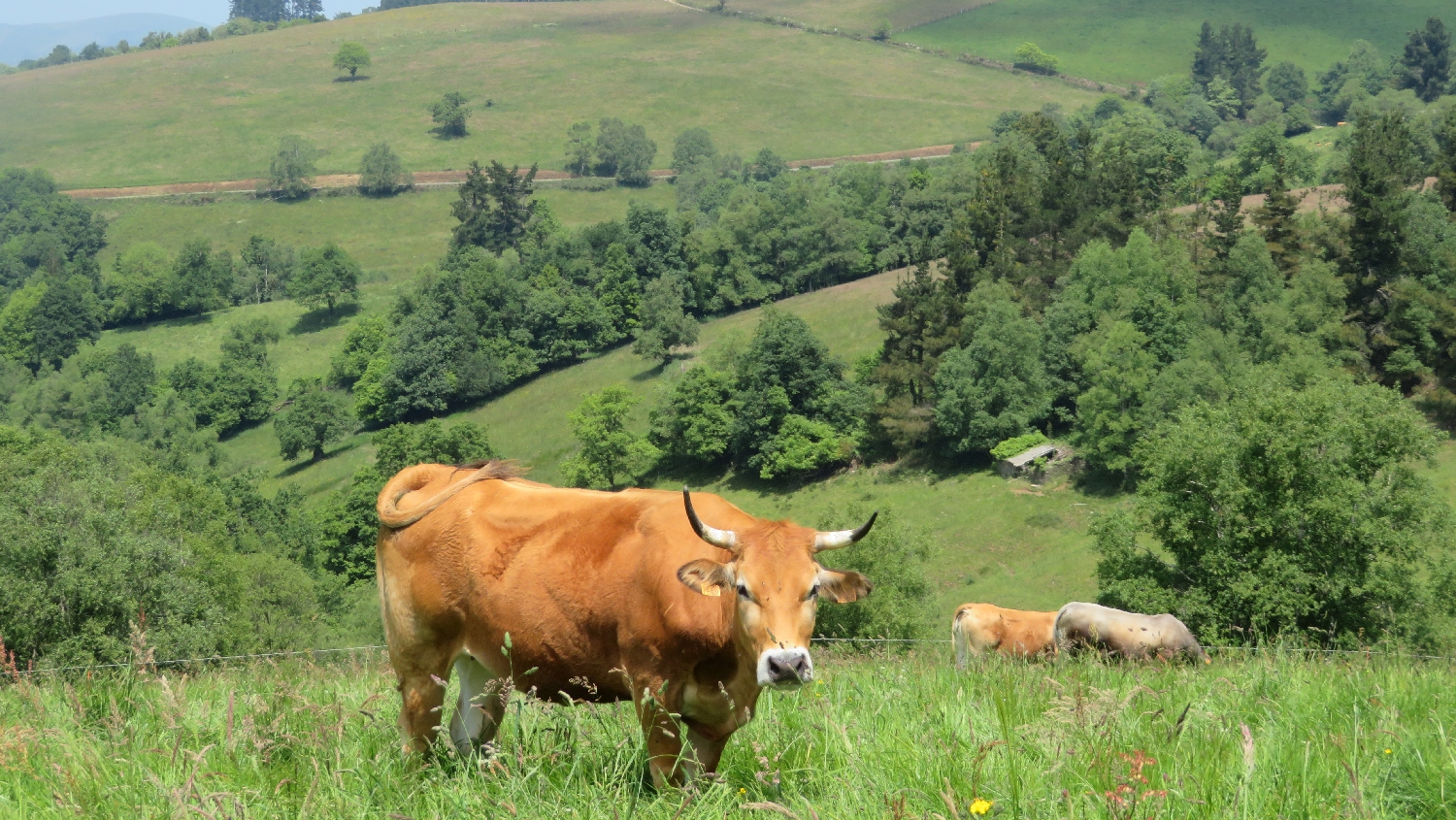 El Camino Primitivo, szép zöld domboldal marhákkal