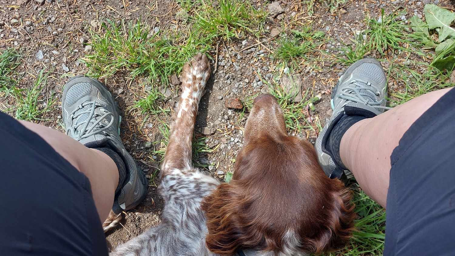 El Camino Primitivo, egy barátságos kutyus telepedett a lábamhoz