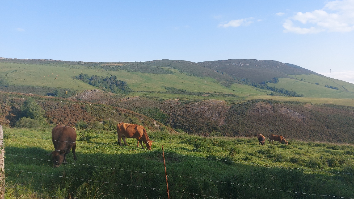 El Camino Primitivo, tehenek