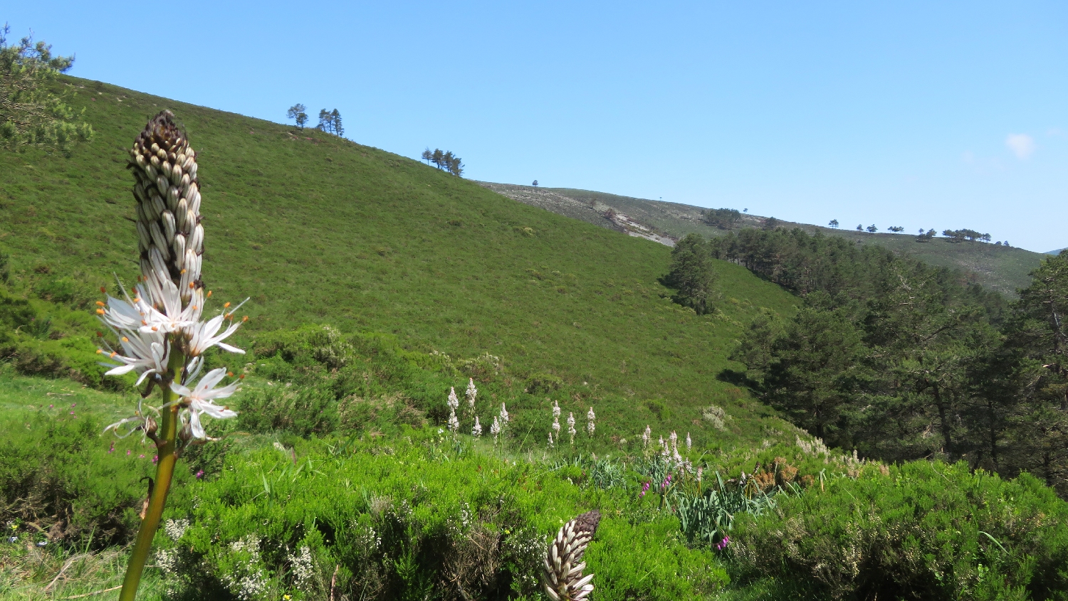 El Camino Primitivo, szép zöld táj, virágok és meredek hegyoldal