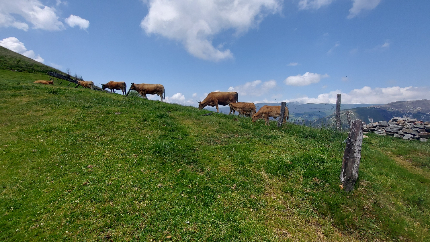 El Camino Primitivo, tehenek a Montefurado kápolna közelében