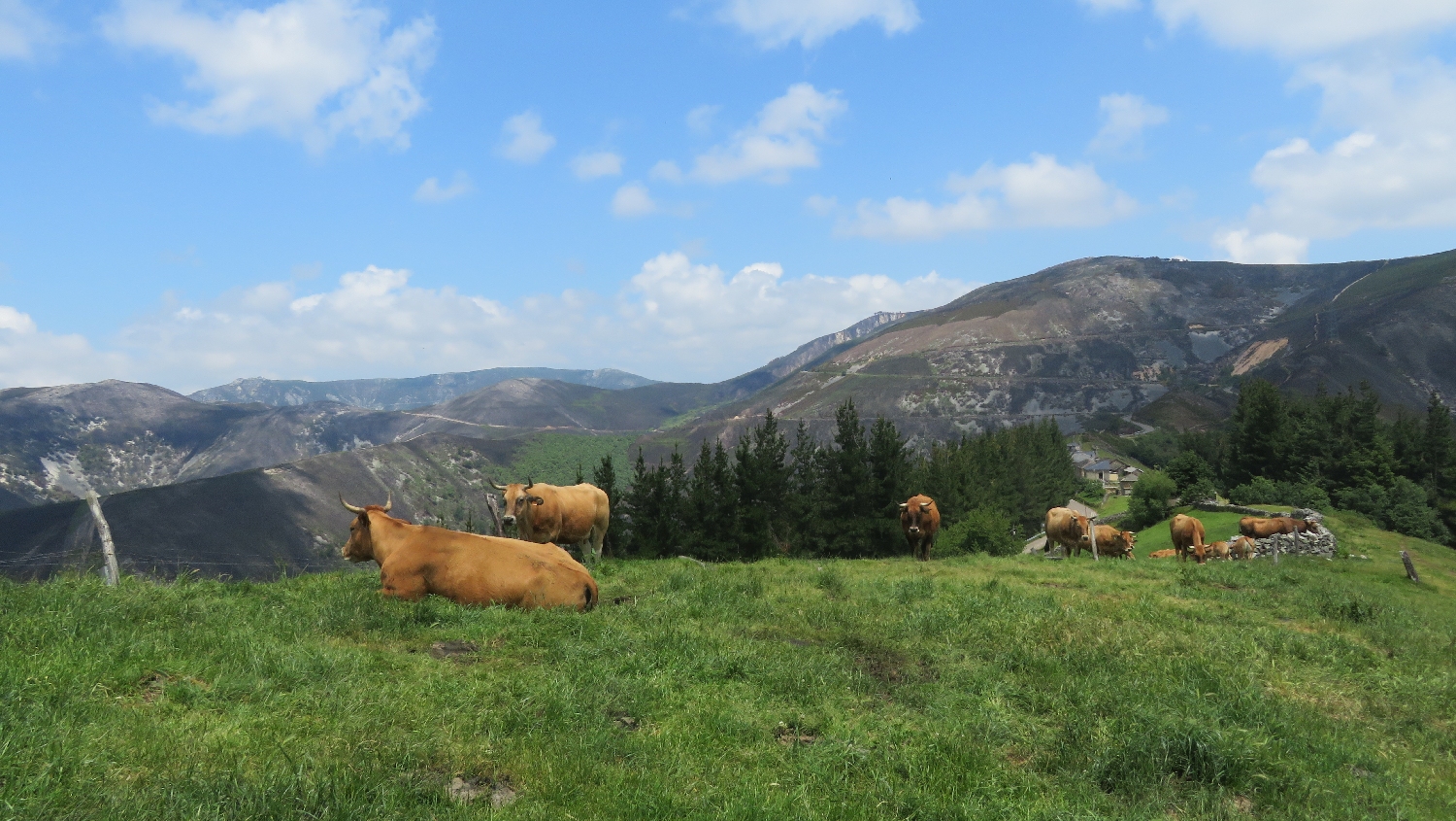 El Camino Primitivo, tehenek a Montefurado kápolna közelében