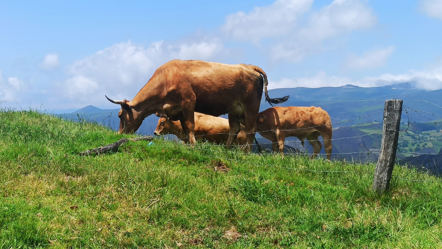 El Camino Primitivo, tehenek a Montefurado kápolna közelében