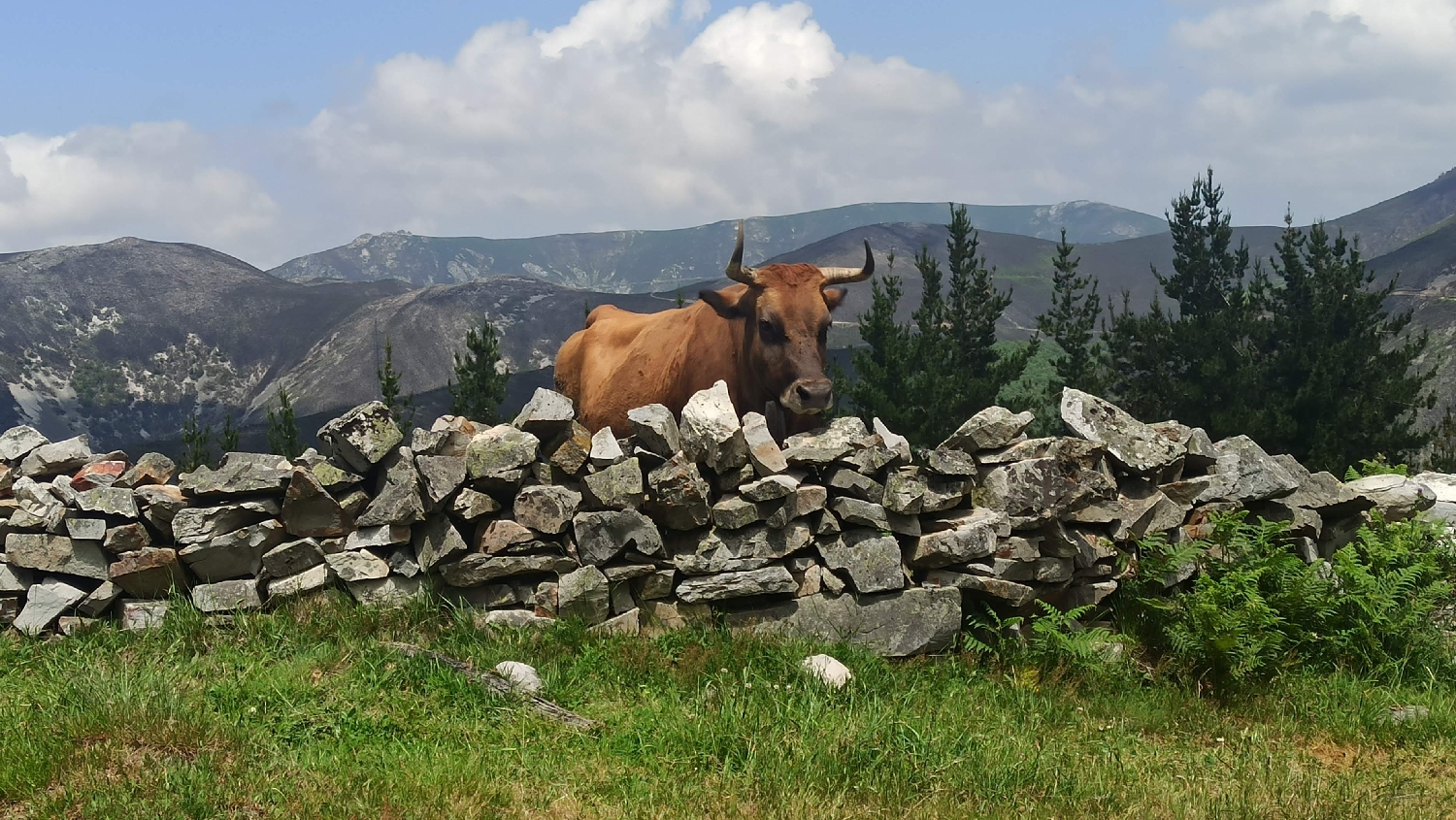 El Camino Primitivo, egy szép nagy marha a Montefurado kápolna közelében