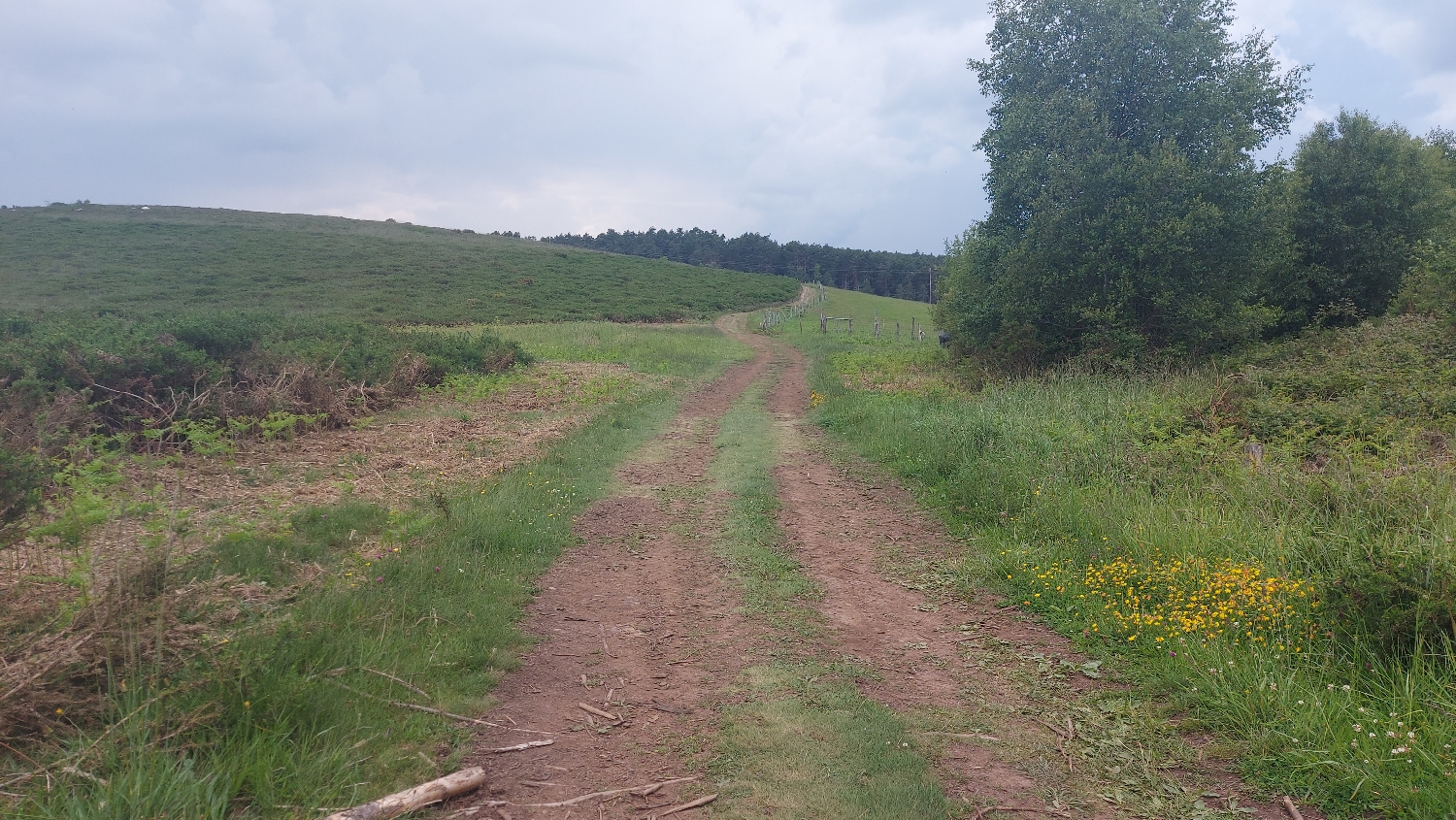 El Camino Primitivo, széles gyalogút egy mezőn keresztül