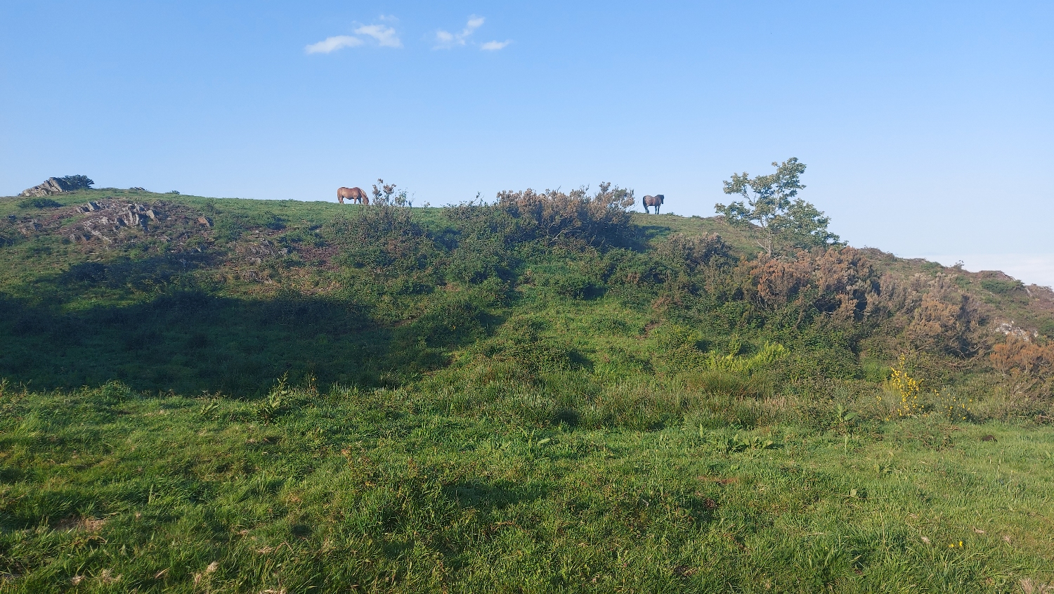 El Camino Primitivo, lovak