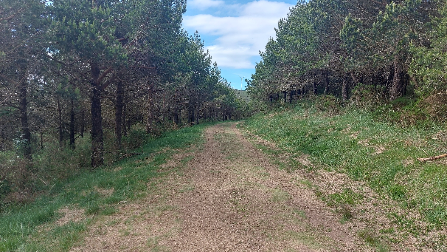 El Camino Primitivo, erdei gyalogút