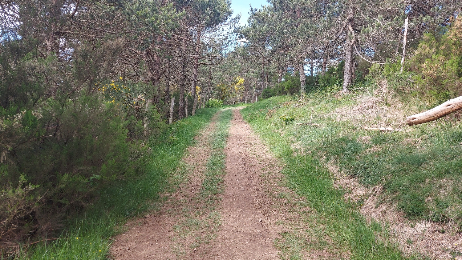 El Camino Primitivo, erdei gyalogút