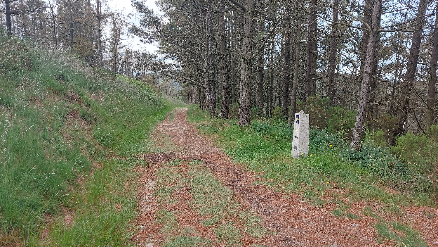 El Camino Primitivo, szép erdei út 