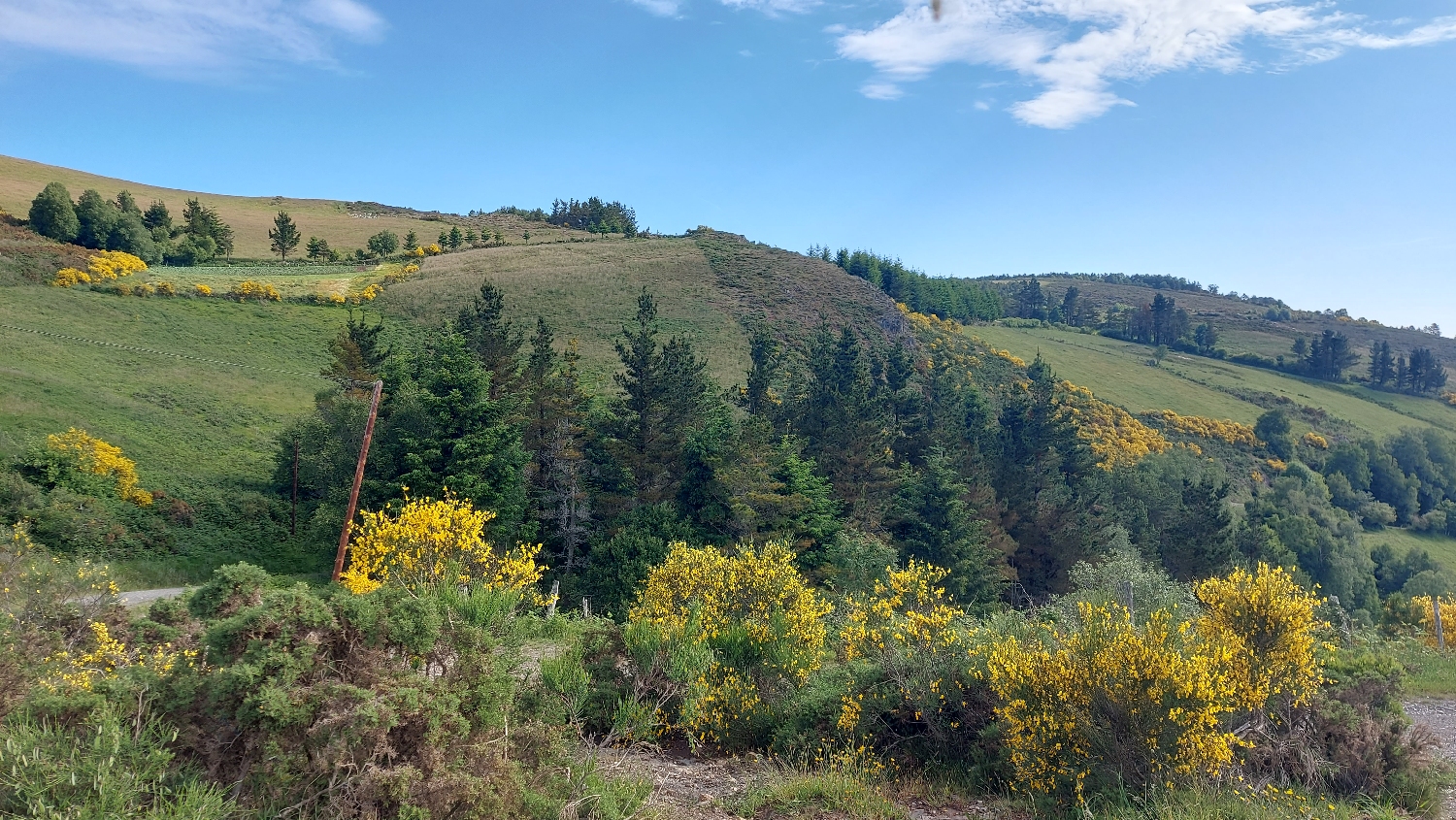 El Camino Primitivo, szép táj sárga bokrokkal