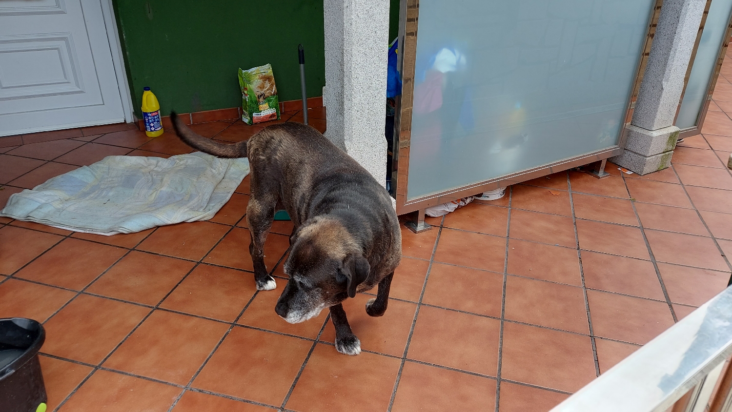 El Camino, Finisterre, a szimuláns kutya