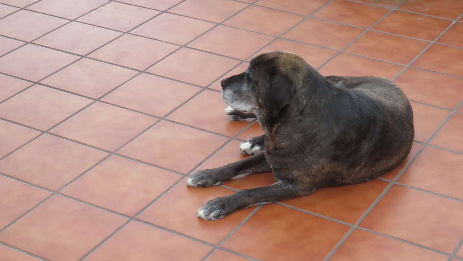 El Camino, Finisterre, a szimuláns kutya
