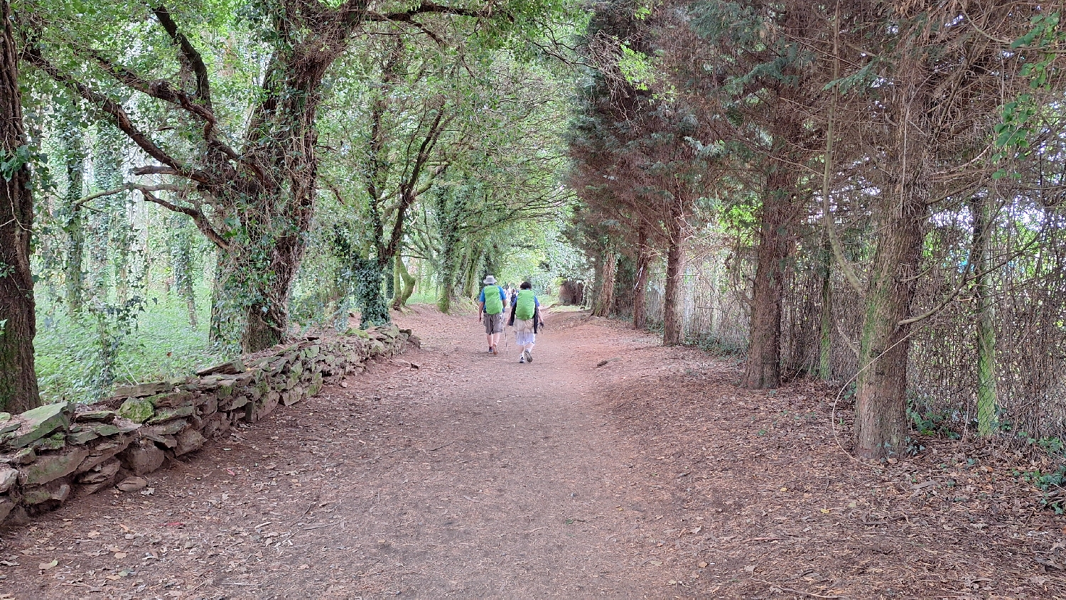 0_camino_de_santiago_erdei_ut.jpg