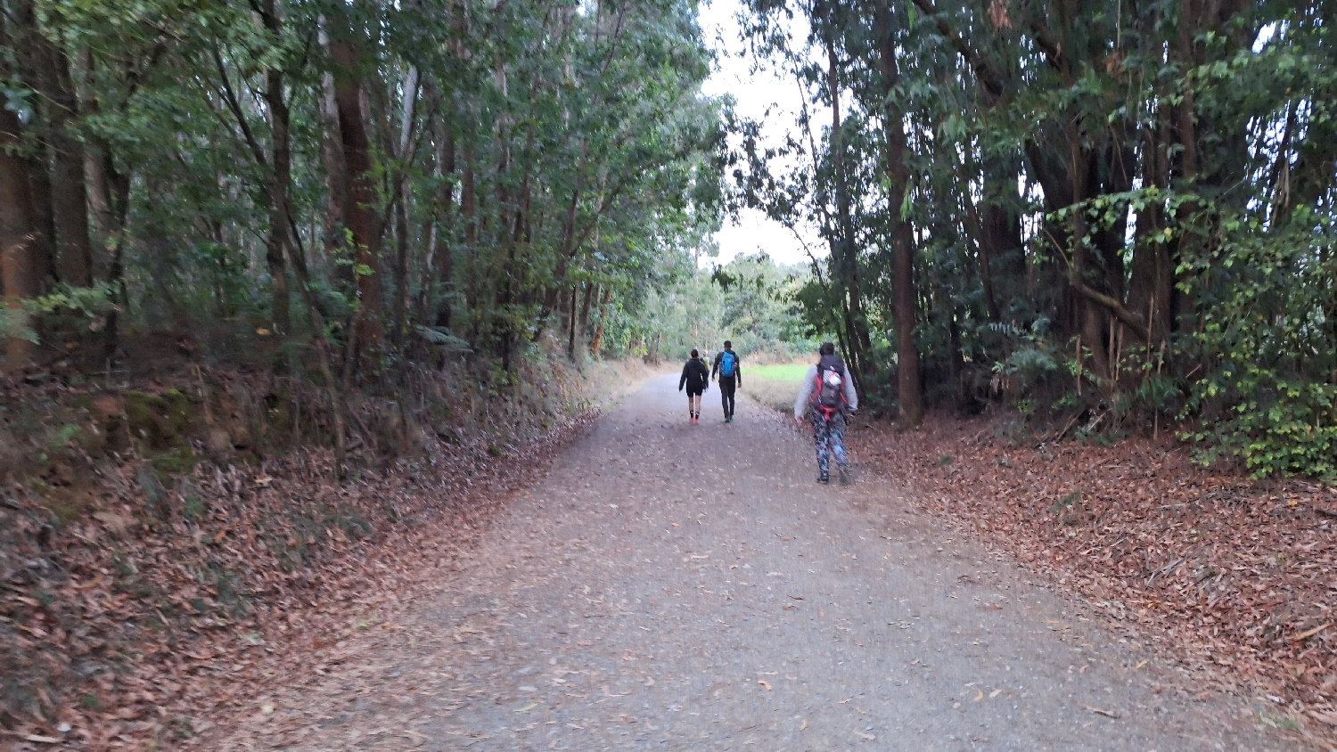Camino Norte / Camino Francés, szép erdei út