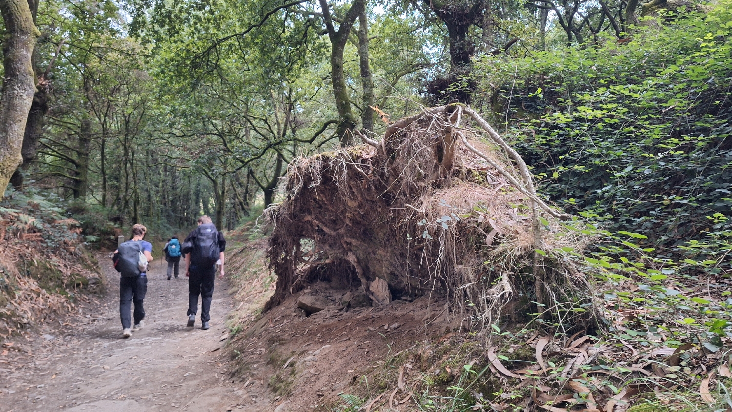 Camino Norte / Camino Francés, egy kidőlt fa hatalmas gyökérzete