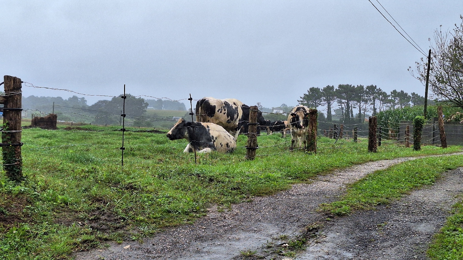 Camino del Norte, tarka marhák