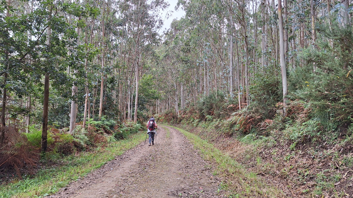 34_camino_del_norte_erdei_ut.jpg