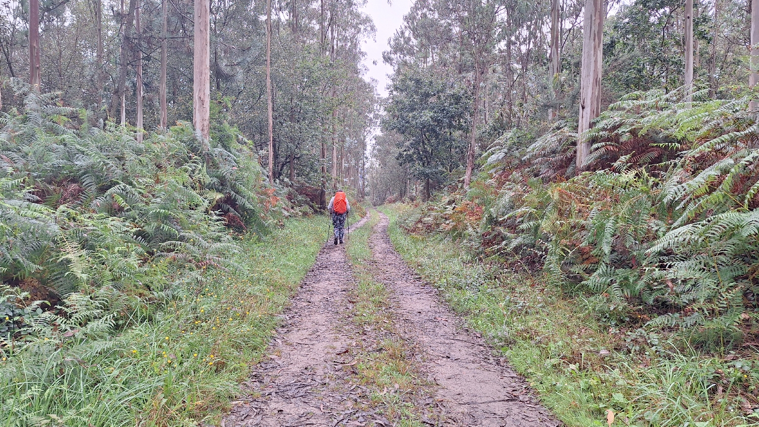 Camino del Norte, eukaliptuszerdő