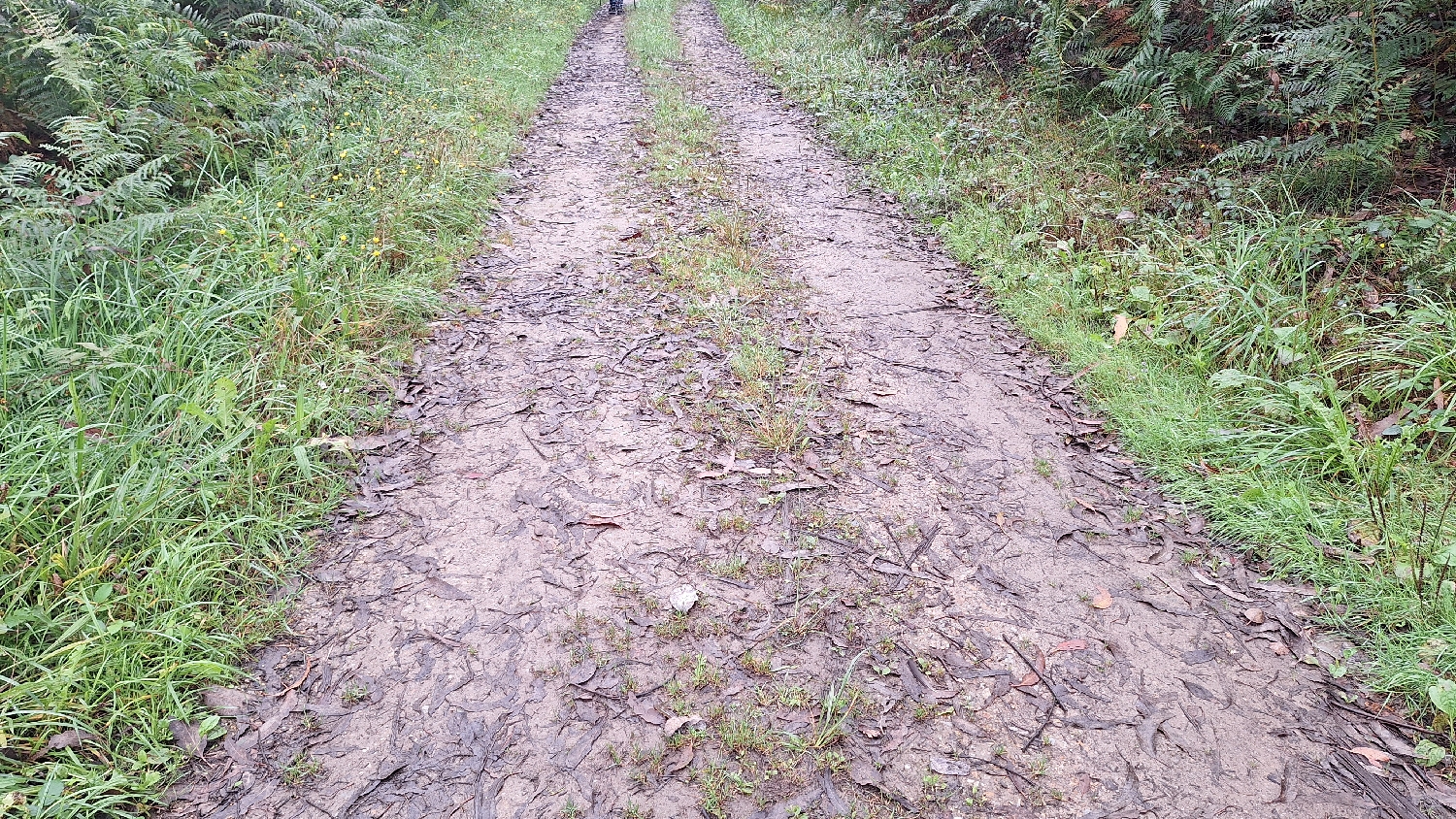 Camino del Norte, eukaliptuszerdő