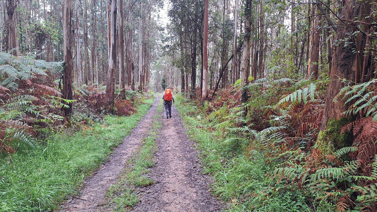 Camino del Norte, eukaliptuszerdő