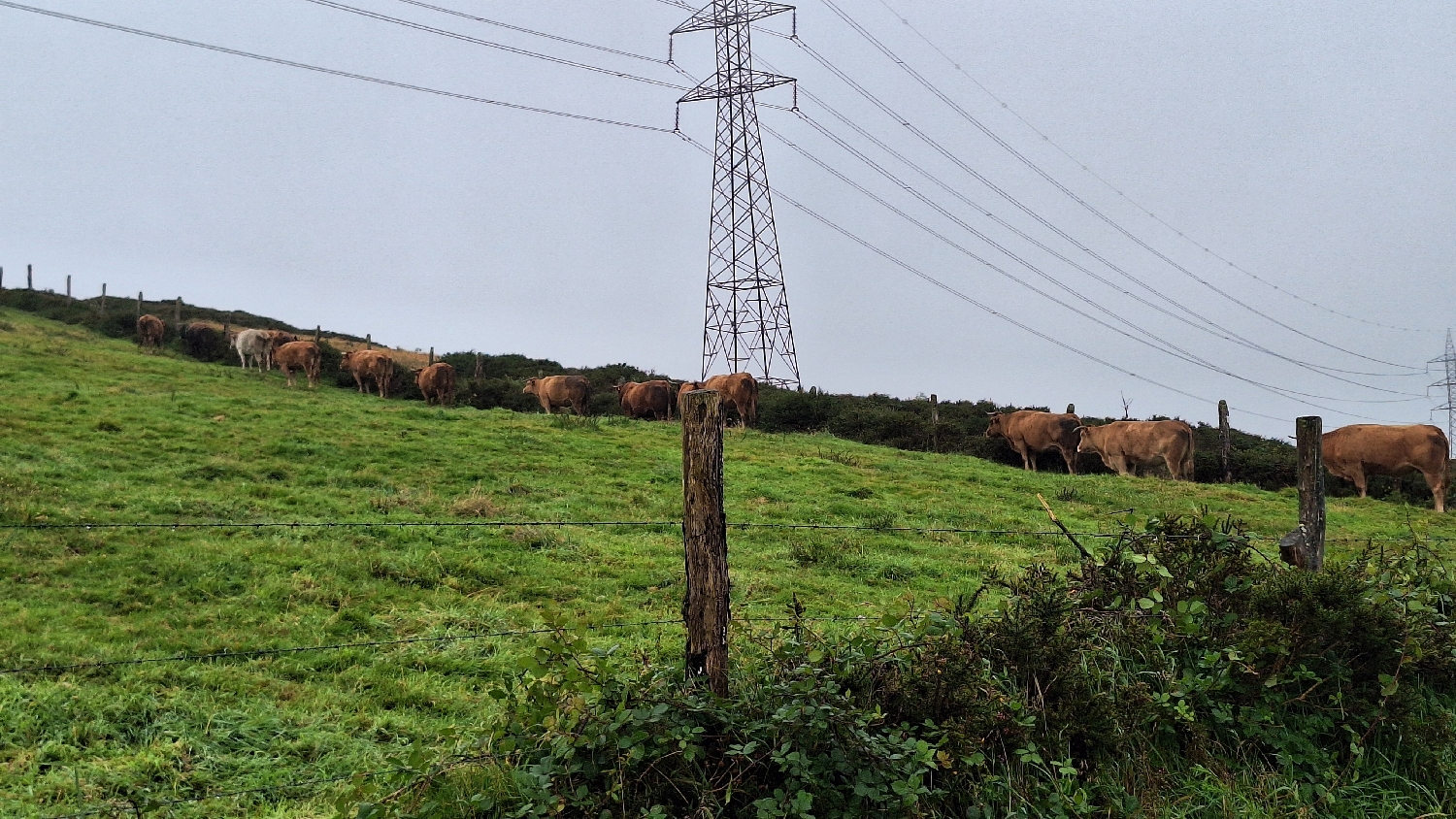 Camino del Norte, tehenek sorakoznak a hegyoldalon