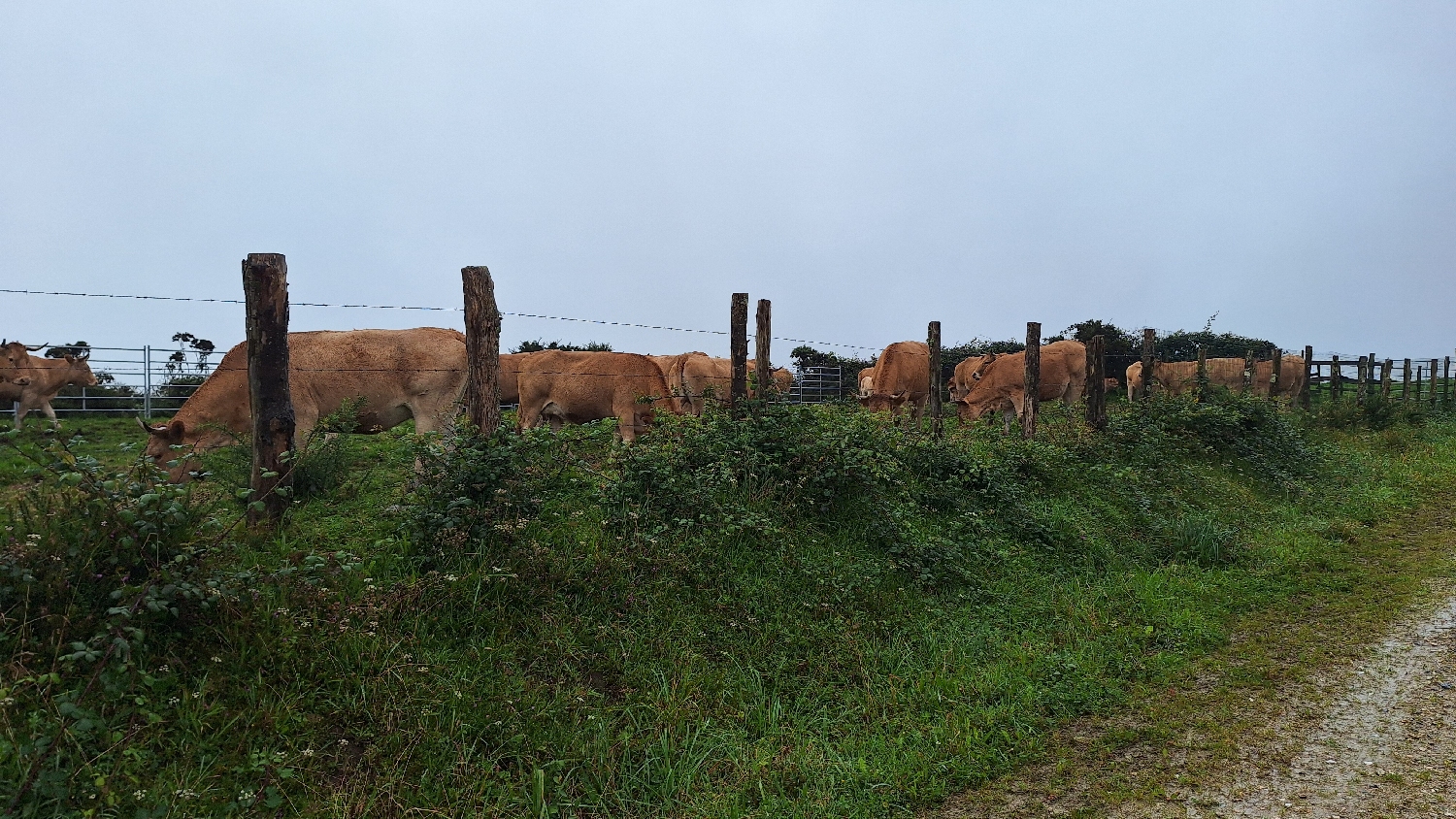Camino del Norte, egy tehenészet a hegyen