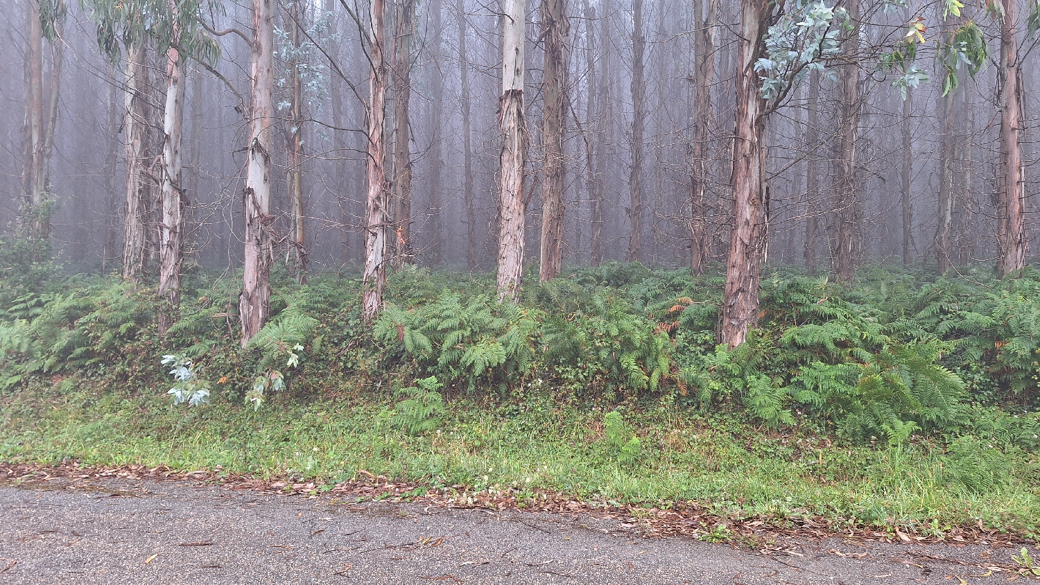 Camino del Norte, eukaliptuszerdő